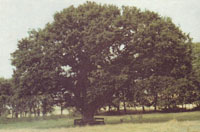 The Gunderupgaard 600 year old tree